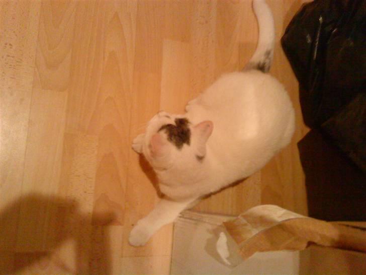 Blanding af racer Missy - Jeg leger lidt med freja billede 2