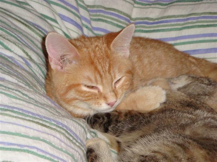 Huskat Leo - en dag, hvor både sussi og leo slappede af :D billede 2