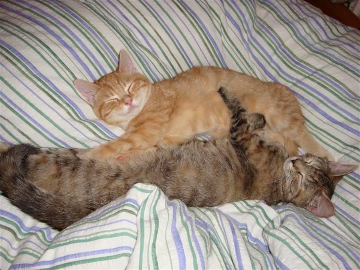 Huskat Leo - "Vi er altså ikke kærester!" :D <3 billede 3