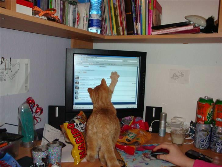Huskat Leo - Leo leger med musen inde i computeren :) billede 4