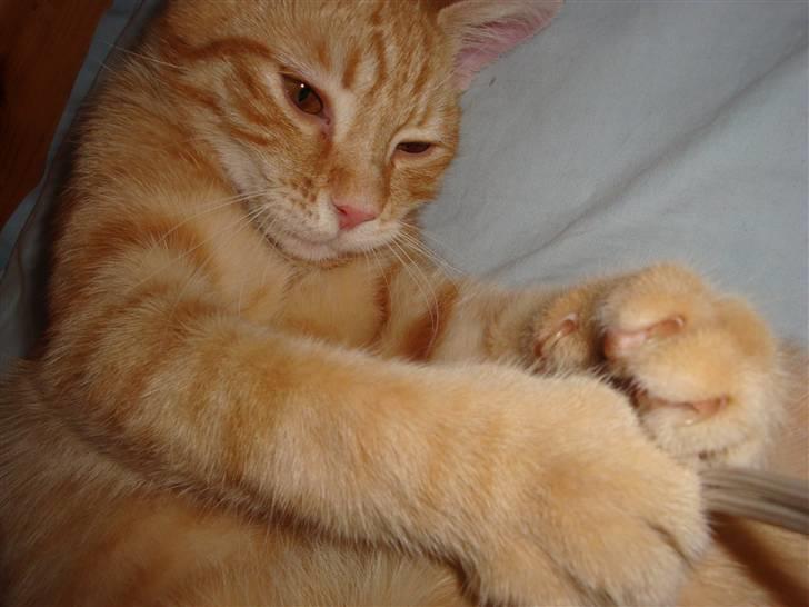 Huskat Leo - Leo leger med en snor, han er lige vågnet :p billede 5