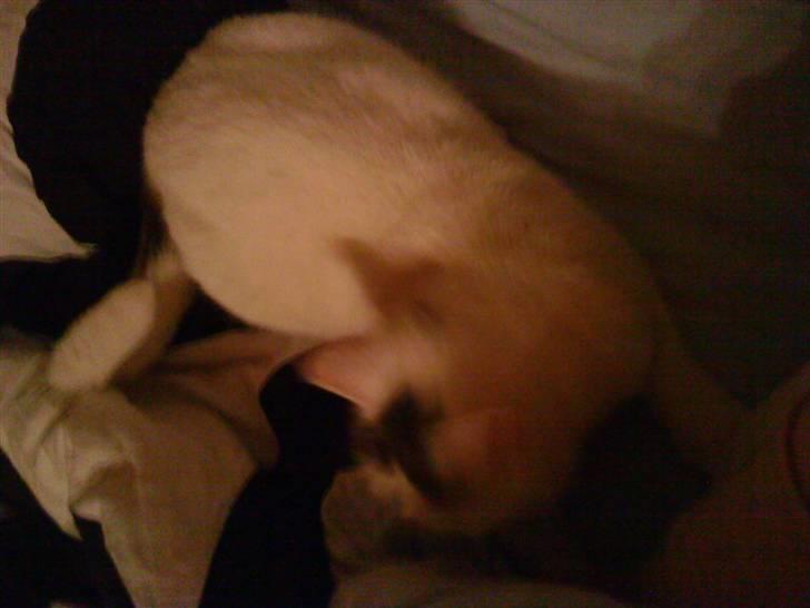 Blanding af racer Missy - Der er nu ikke noget så godt som et gemme sted. billede 3