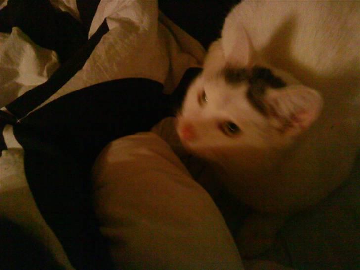 Blanding af racer Missy - hmm hvorfor står du med den underlige ting i hånden mor? billede 4