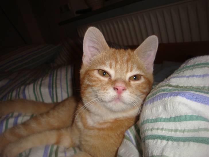 Huskat Leo - jeg tror vist Leo er en smule dvask :D billede 6