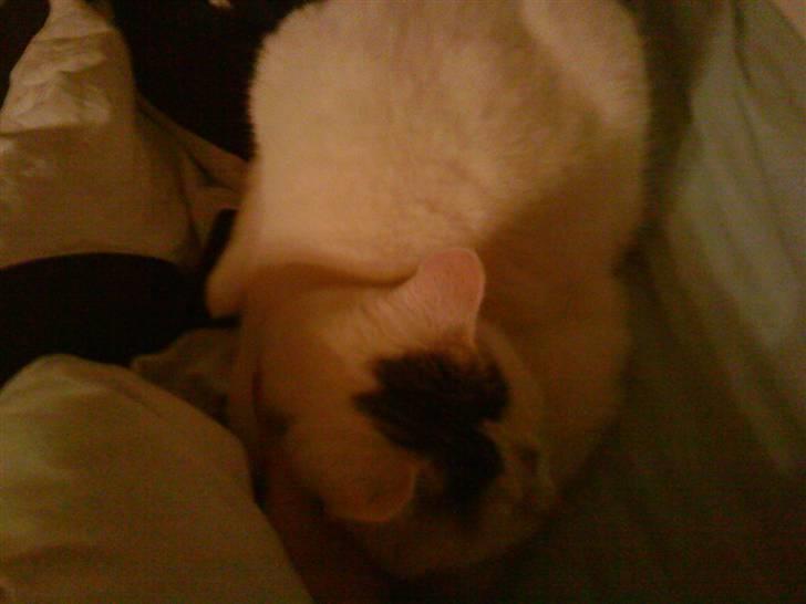 Blanding af racer Missy - Jeg vil godt ind under dynen mor, gider ikke flere billeder billede 5