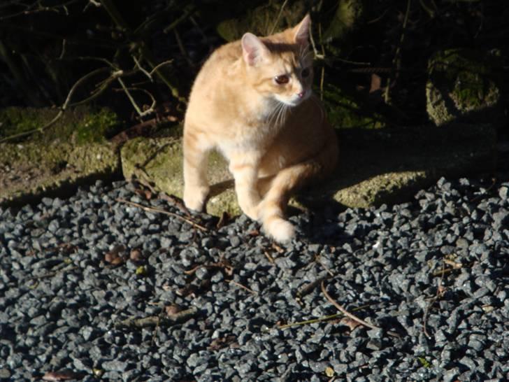 Huskat Leo - "kan man aldrig få lidt fred? (:" billede 7