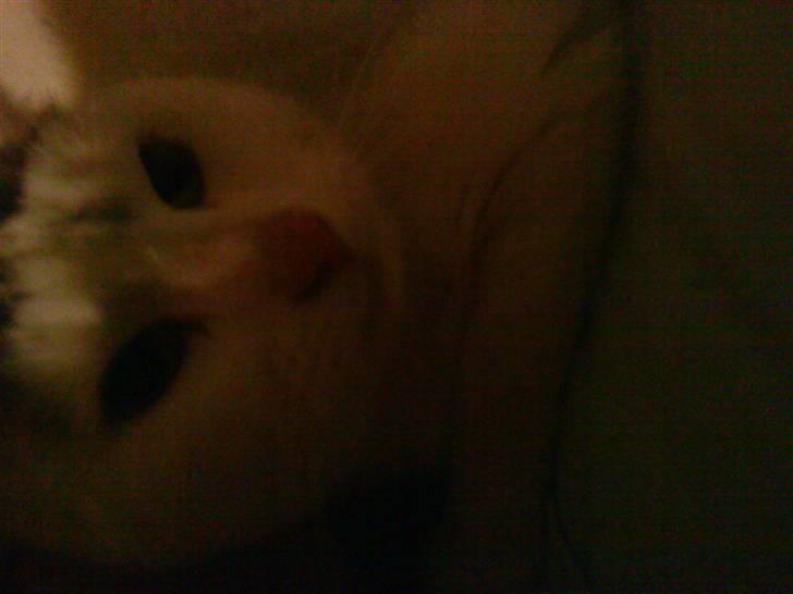 Blanding af racer Missy - mit kønne hovede billede 6