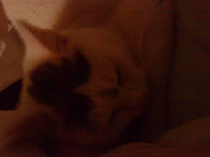 Blanding af racer Missy - tager  mig lii en lur:) billede 7