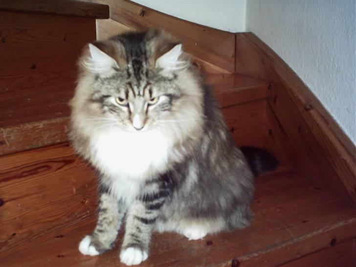 Norsk Skovkat NorwegianWood Sebastian billede 1