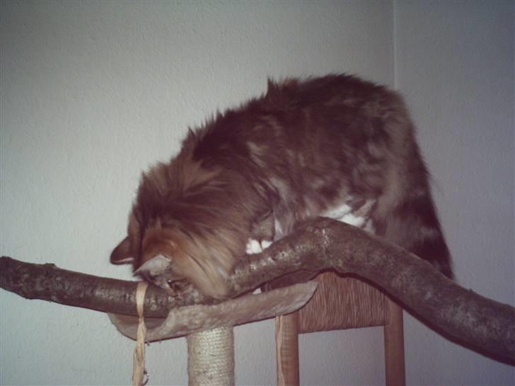 Norsk Skovkat NorwegianWood Sebastian billede 2