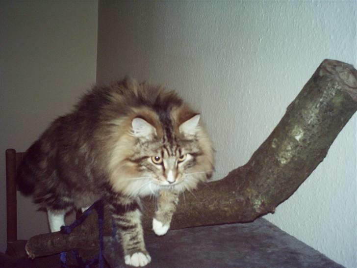 Norsk Skovkat NorwegianWood Sebastian billede 3