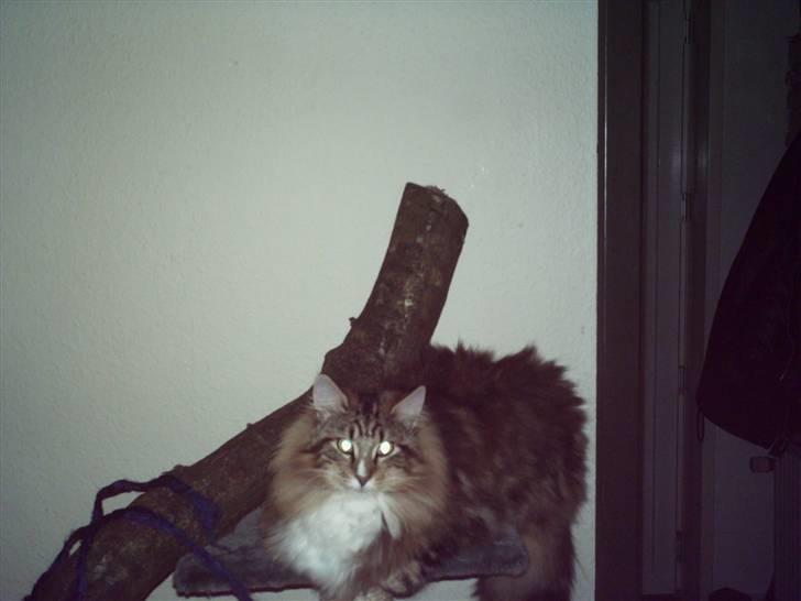 Norsk Skovkat NorwegianWood Sebastian billede 4