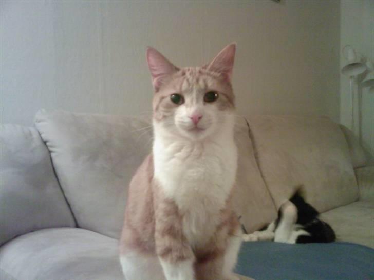 Blanding af racer Donna - Donna billede 1