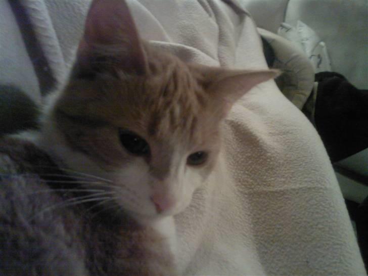 Blanding af racer Donna - Hvad var det?? billede 2