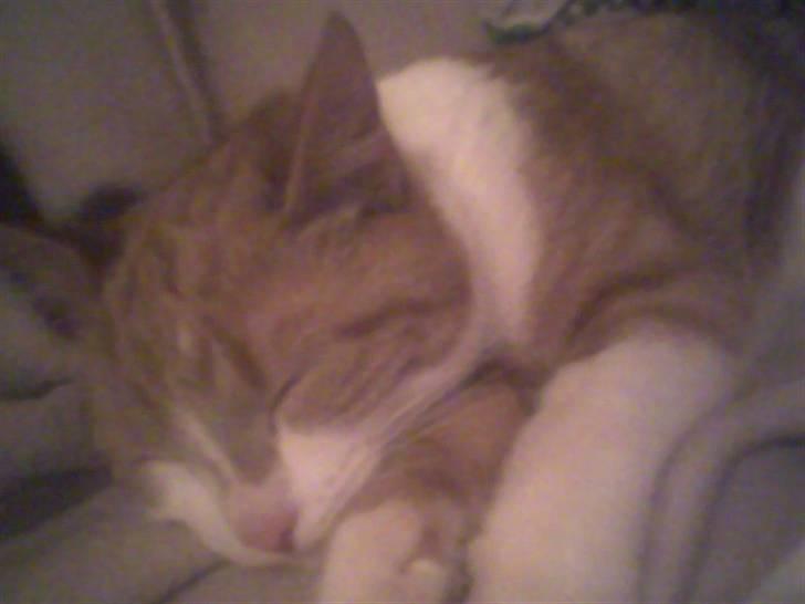 Blanding af racer Donna - Dejligt at putte hos mor billede 3