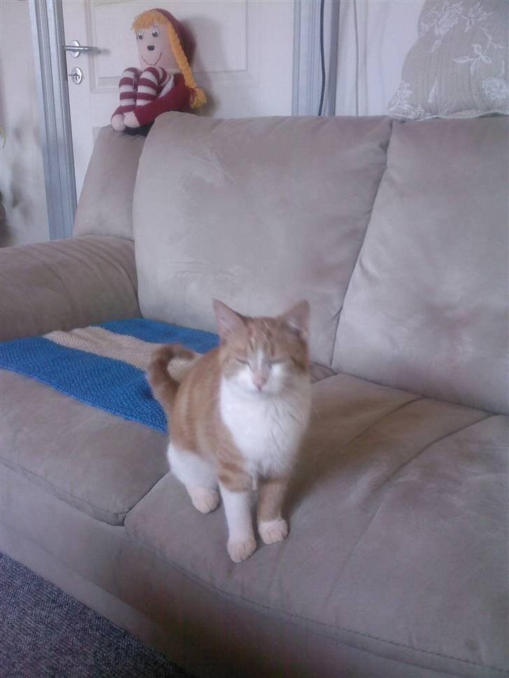 Blanding af racer Donna - Smil til fotografen billede 4