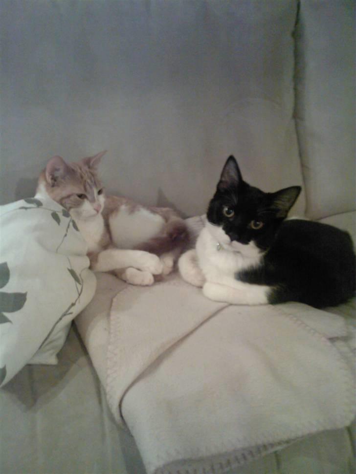 Blanding af racer Donna - Donna og Frede billede 5