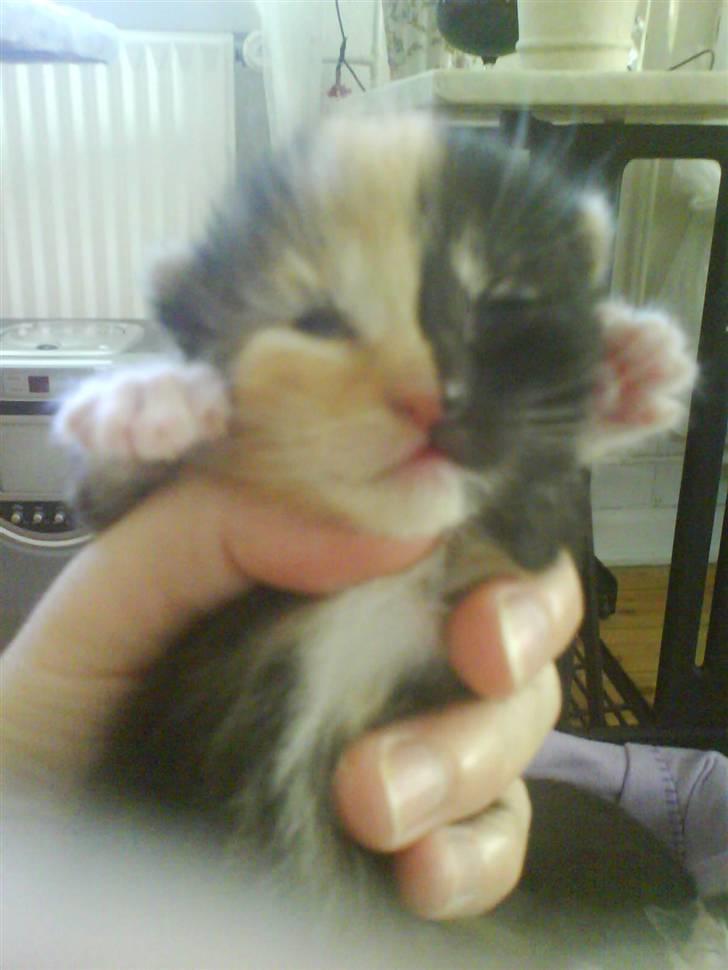 Huskat Mille  - mille ; da hun var ved af få øjene <3 billede 5