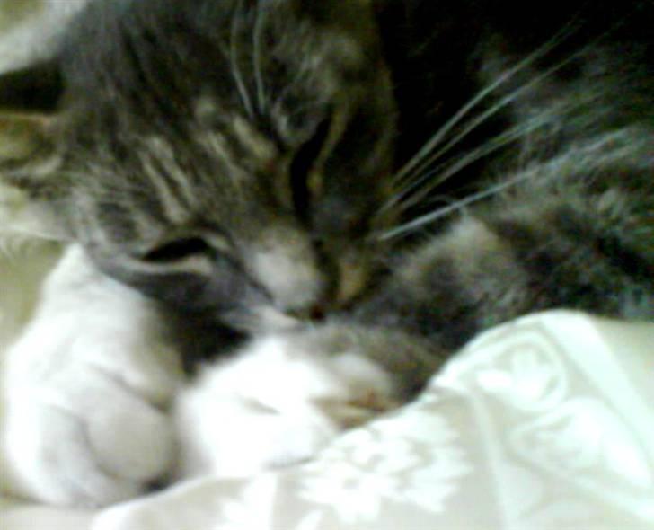 Huskat perle -gård's kat !  - perle billede 1