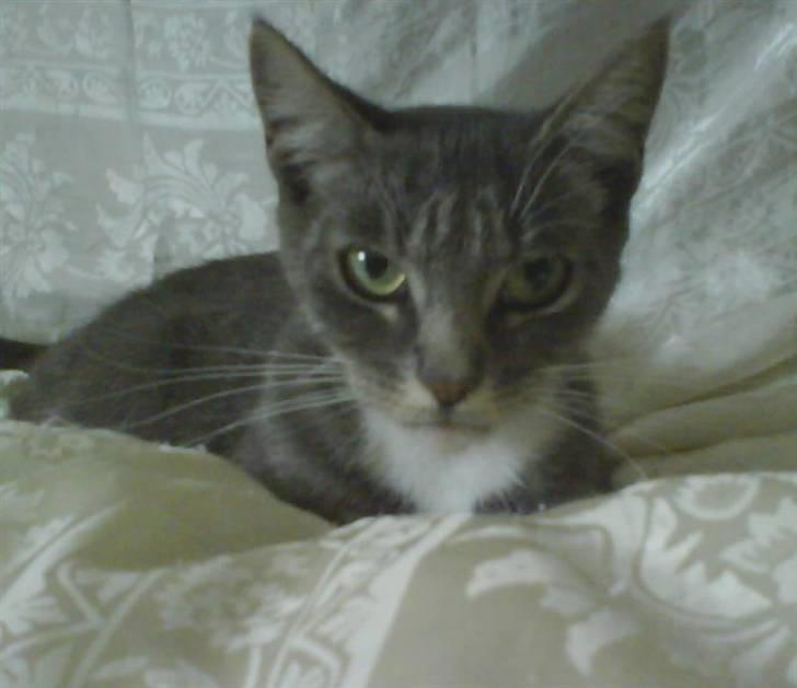 Huskat perle -gård's kat !  - perle billede 2