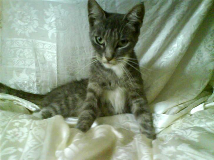 Huskat perle -gård's kat !  - perle billede 3