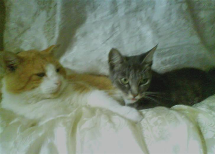 Huskat perle -gård's kat !  - perle og mivs billede 4