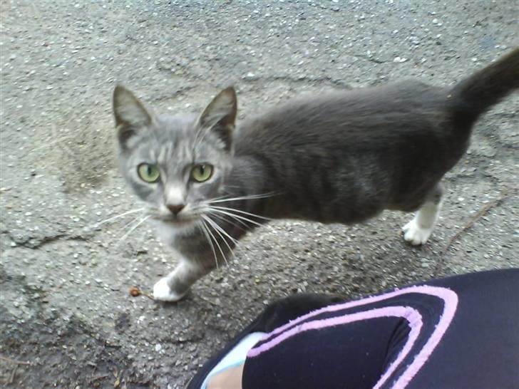 Huskat perle -gård's kat !  - perle billede 5