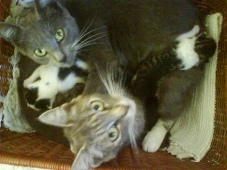 Huskat perle -gård's kat !  - perle og sin søster , med ders børn ;b  billede 6