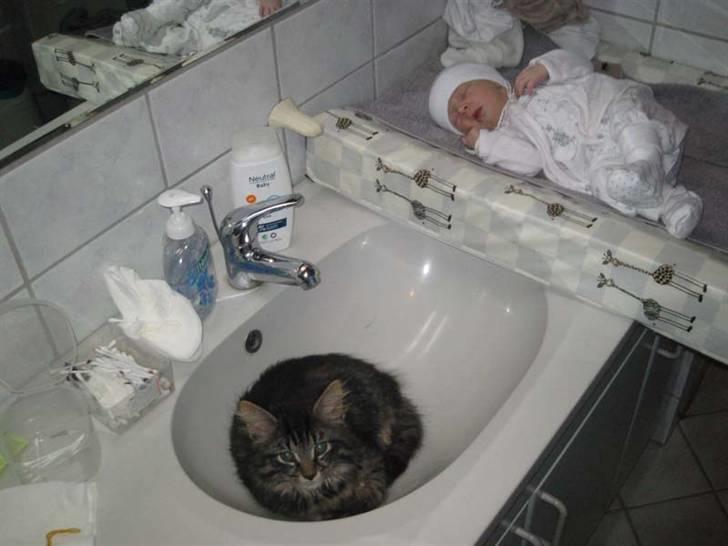 Blanding af racer Lille Miv billede 13