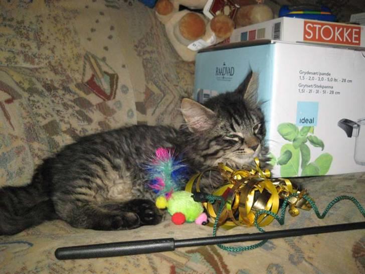 Blanding af racer Lille Miv billede 14