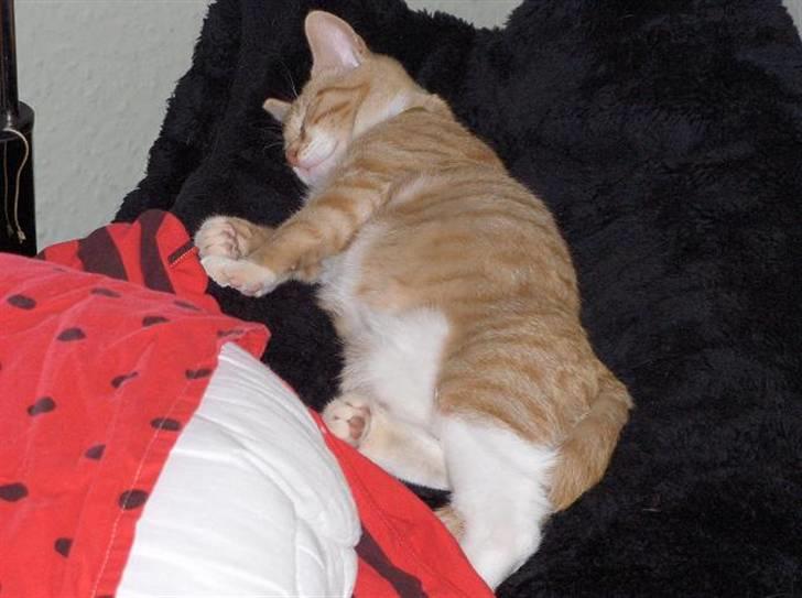 Huskat Fie - tager lige en lille lur billede 1