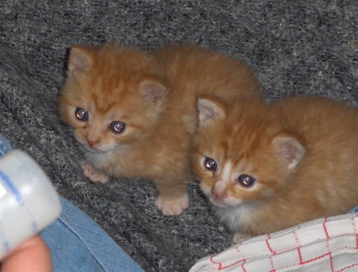 Huskat Fie - mig og min desværre døde bror Albert billede 2