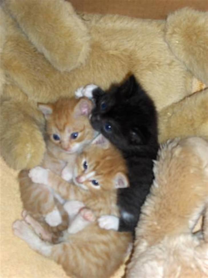 Huskat Fie - Her er jeg sammen med Albert og vores nyankomne halvbror Emil billede 3