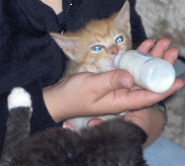 Huskat Fie - MIN sutter billede 4