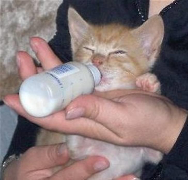 Huskat Fie - Også MIN sutter billede 5