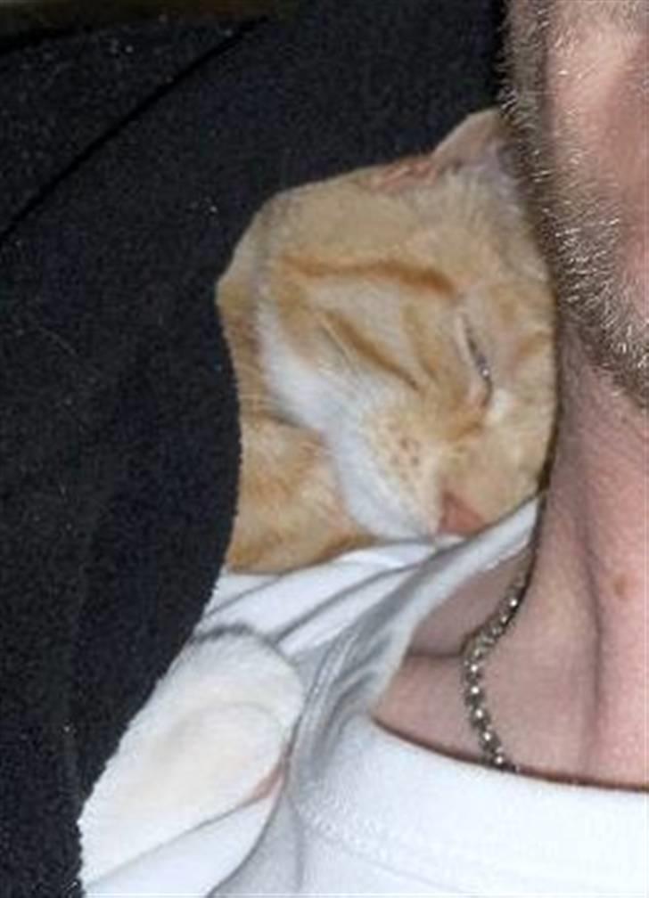 Huskat Fie - putter ved farmand billede 6