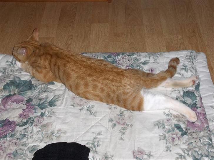 Huskat Fie - måske er jeg en frø ??? billede 7