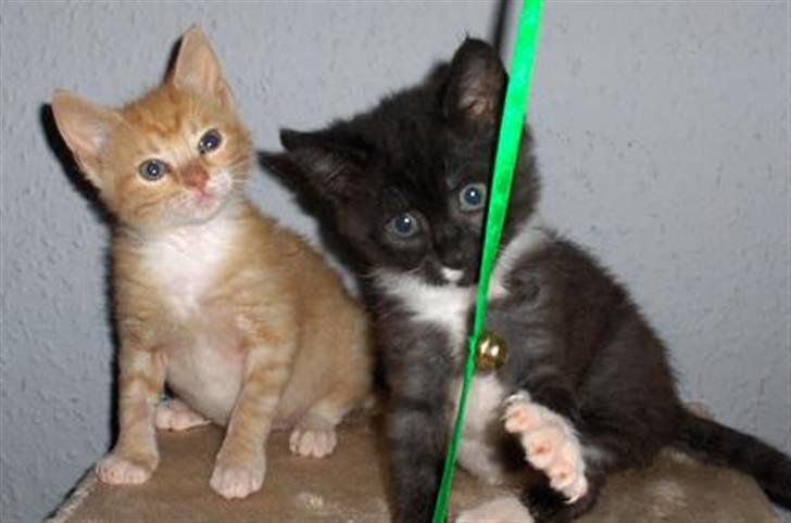 Huskat Fie - Mig og Emil billede 8