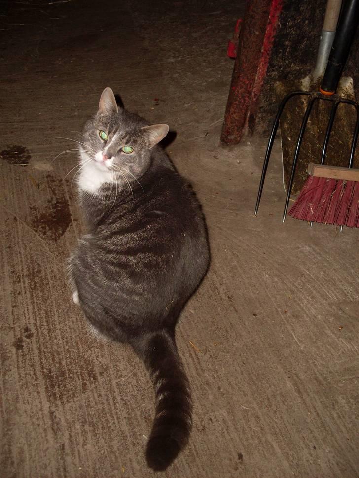 Blanding af racer Grå Mis  billede 7