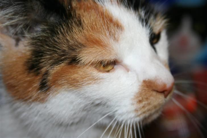 Blanding af racer Gizmo billede 13