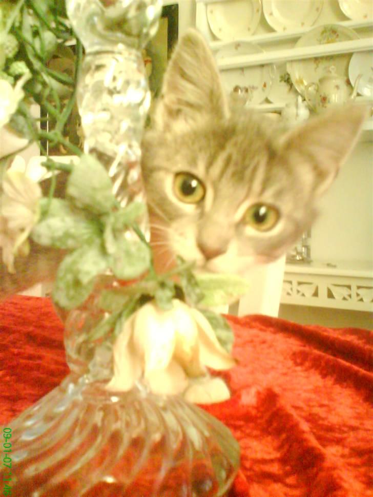 Huskat otto ' - otto  billede 1