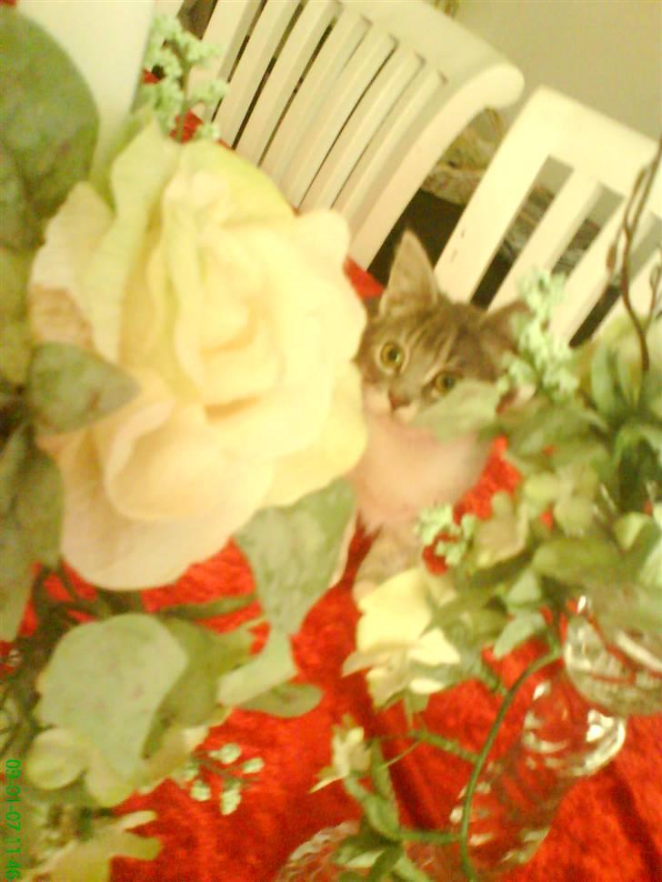 Huskat otto ' - otto billede 2