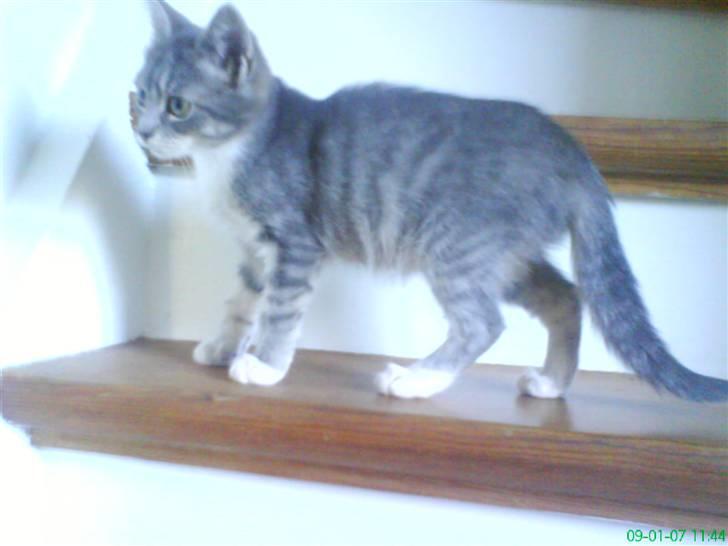 Huskat otto ' - otto billede 3