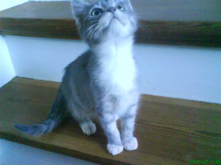 Huskat otto ' - otto billede 4