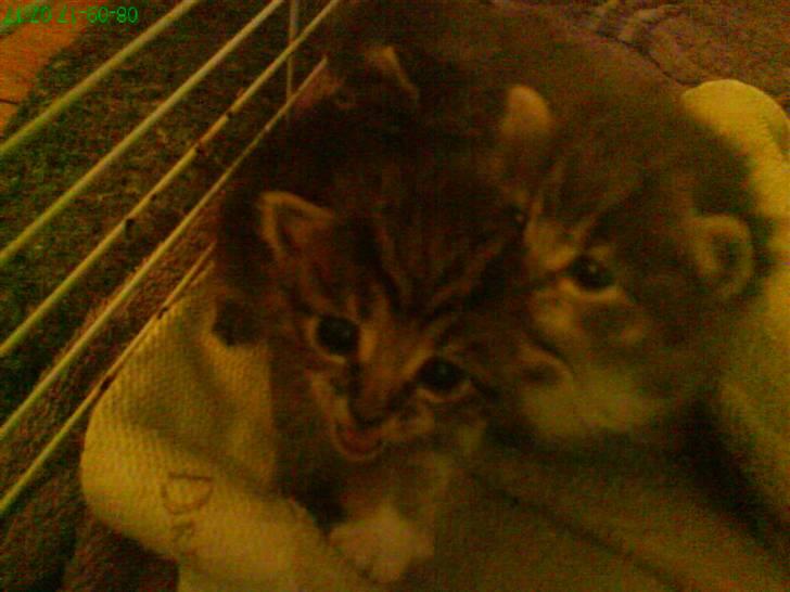 Huskat otto ' - otto som lille med Gucci  billede 5