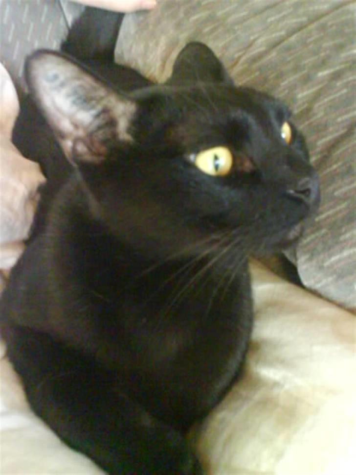 Burmeser Idefix (Rix) - ¤SOLGT¤ - Taget d. 7/1 ´09 billede 7