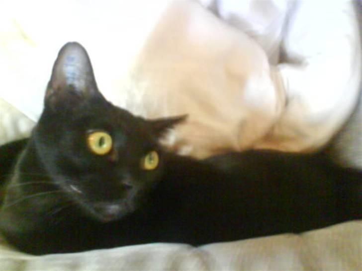 Burmeser Idefix (Rix) - ¤SOLGT¤ billede 8