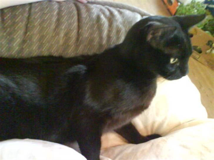 Burmeser Idefix (Rix) - ¤SOLGT¤ billede 9