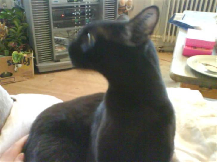 Burmeser Idefix (Rix) - ¤SOLGT¤ billede 10