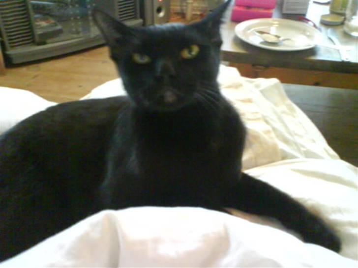 Burmeser Idefix (Rix) - ¤SOLGT¤ billede 11